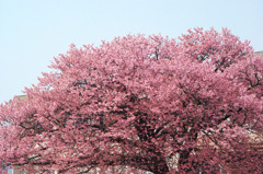 向島蓬莱桜