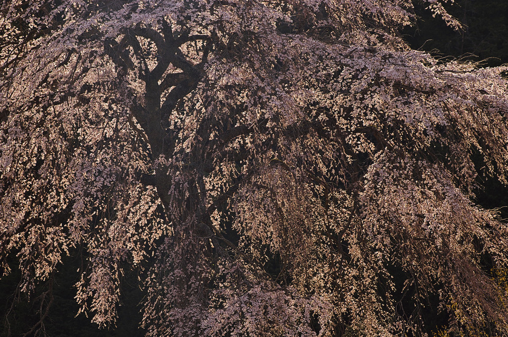 与一野の夕輝桜