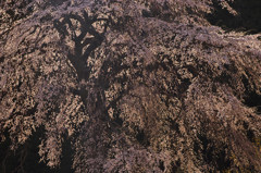 与一野の夕輝桜