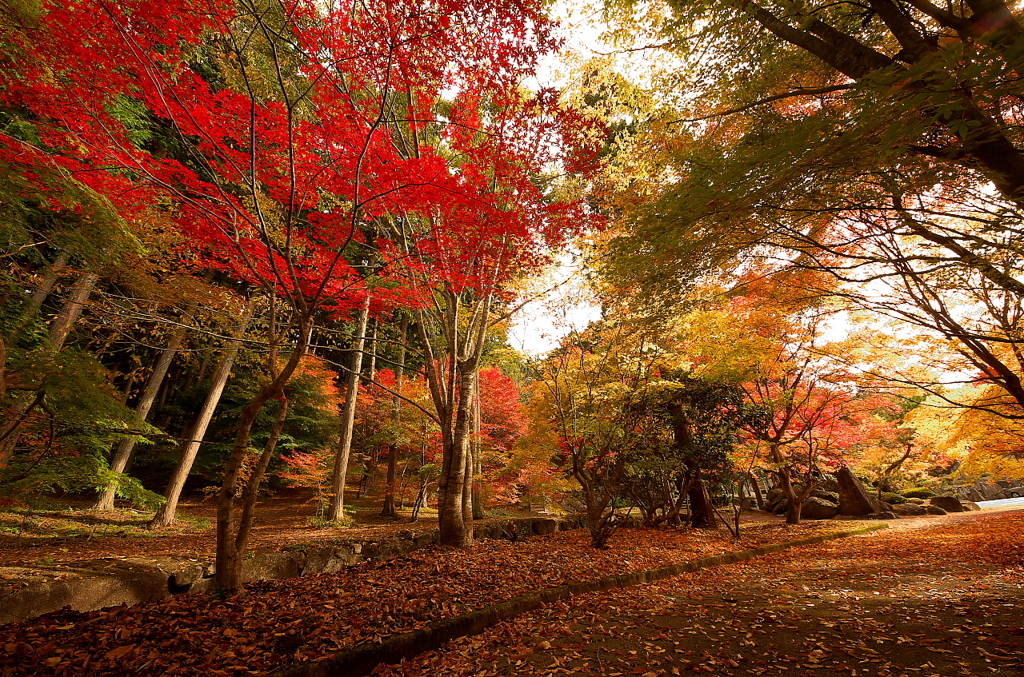 ほとけばら遊園の紅葉（その３）