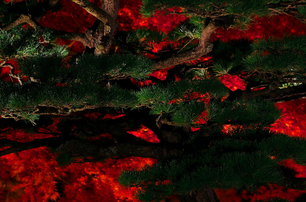 由志園の紅葉