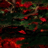 由志園の紅葉