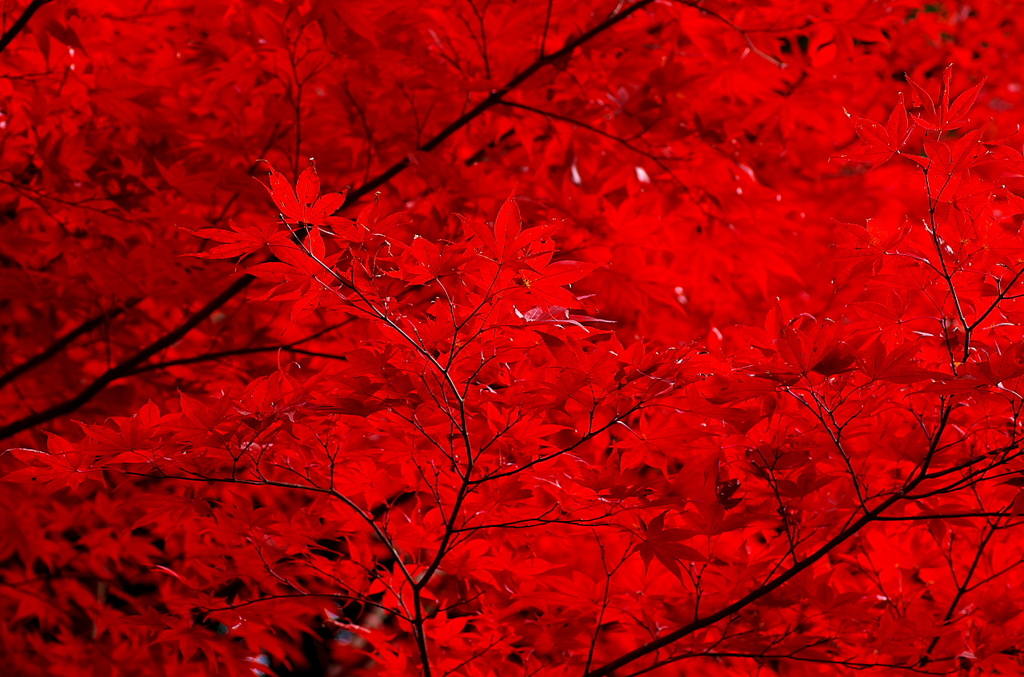 ほとけばら遊園の紅葉（その１）