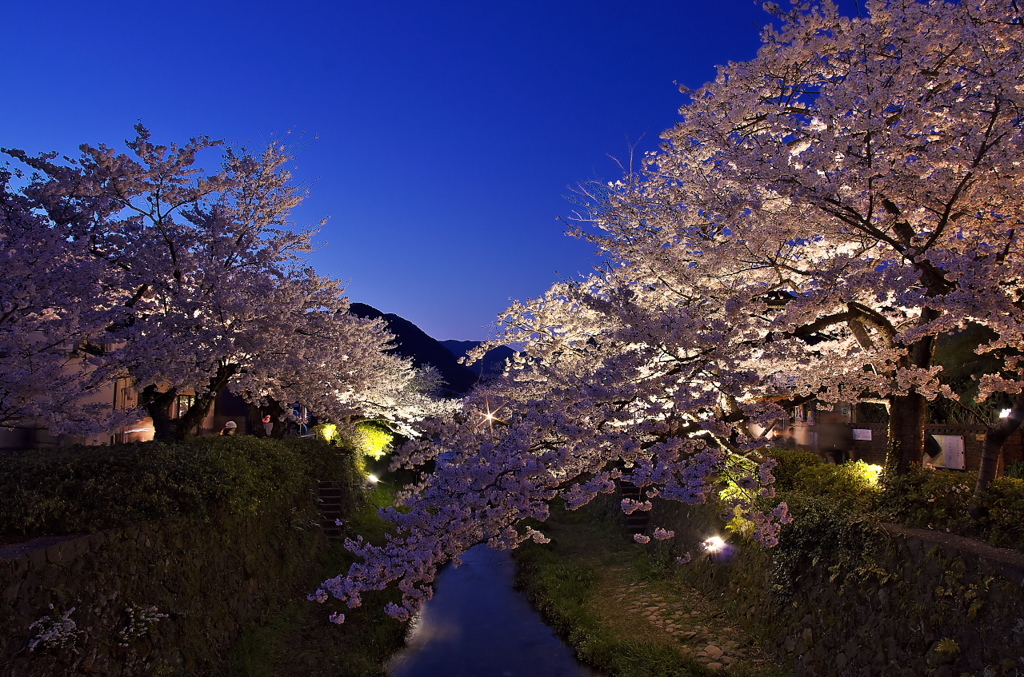 一の坂川の夜桜