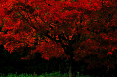 秋の紅