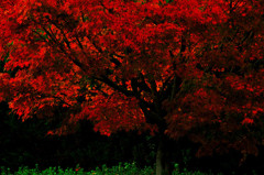 秋の紅