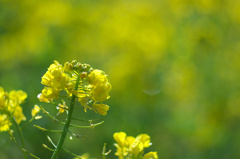菜の花（山口県山口市）02