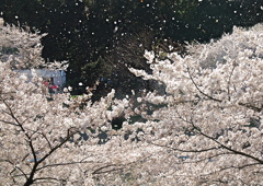 桜吹雪