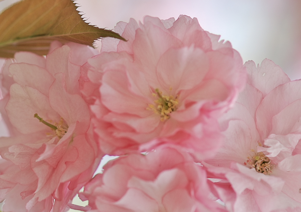 春はあけぼの_1