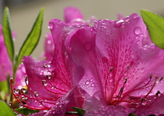 雨の輝き