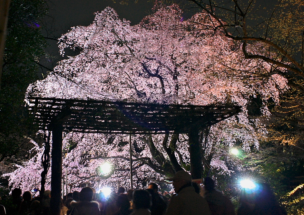 夜桜満喫