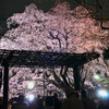 夜桜満喫