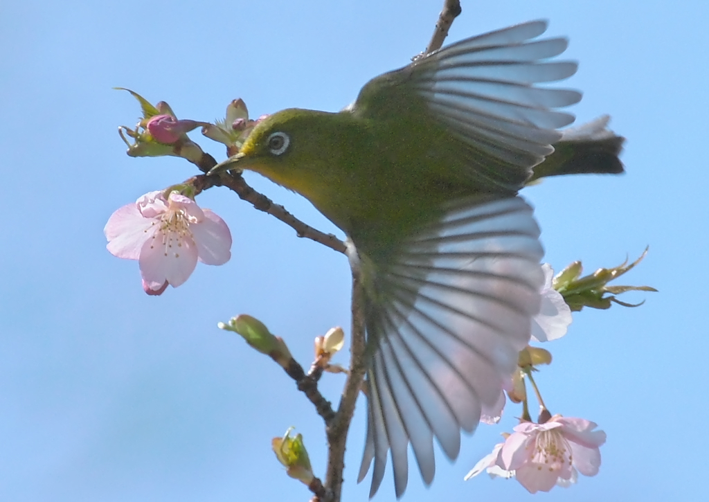 櫻東風_1