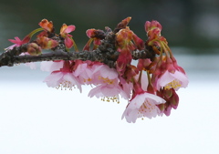 雪原の寒桜