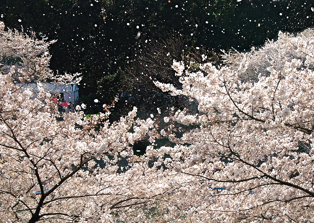 桜吹雪_1