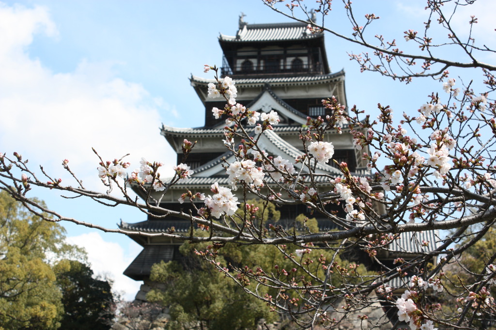 広島城と桜　その２