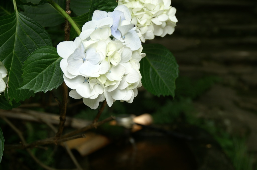 紫陽花
