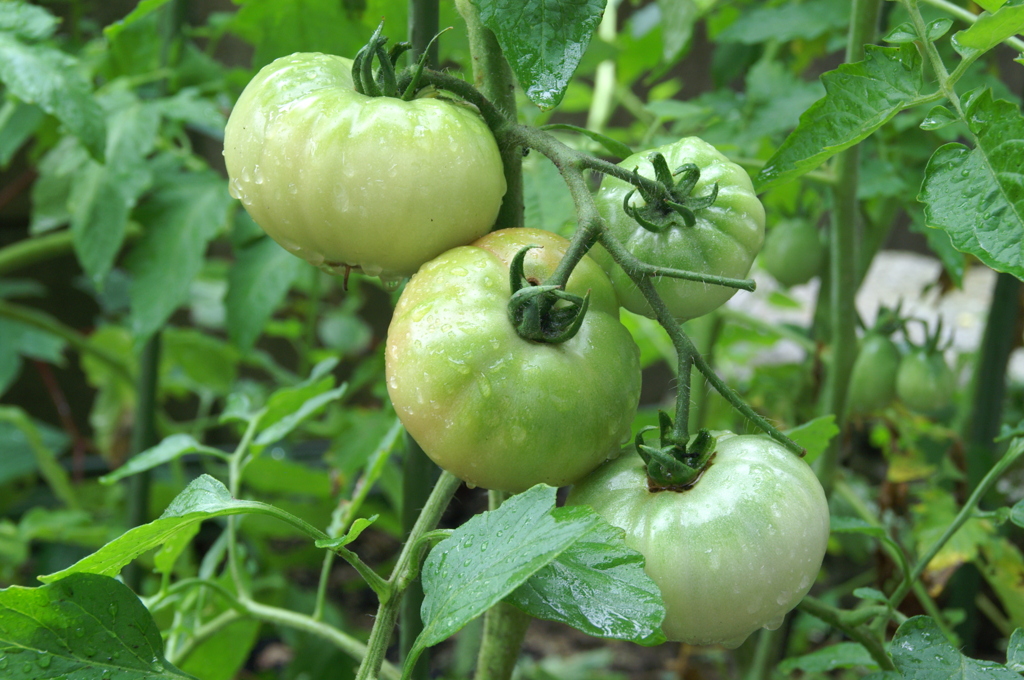 庭に出来たトマト