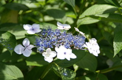 紫陽花