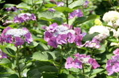 紫陽花