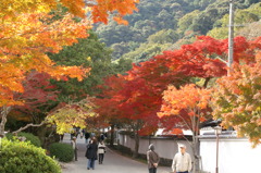 岩国紅葉谷公園