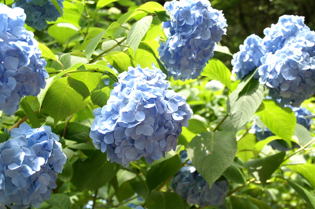 紫陽花