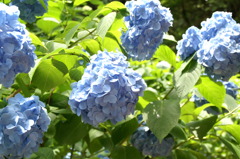 紫陽花