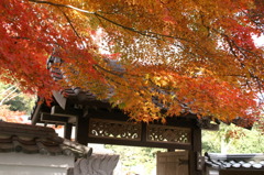岩国紅葉谷公園