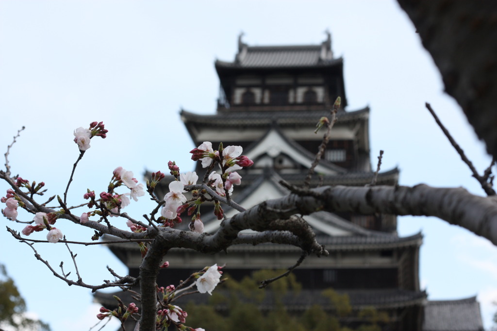 広島城と桜　その１