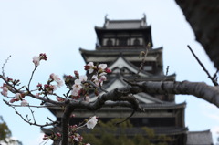 広島城と桜　その１