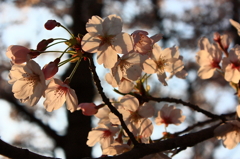 夕暮れ桜