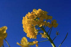 菜の花