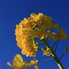 菜の花
