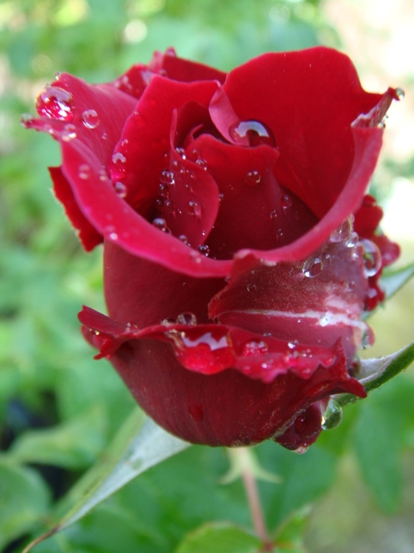 真紅のバラ