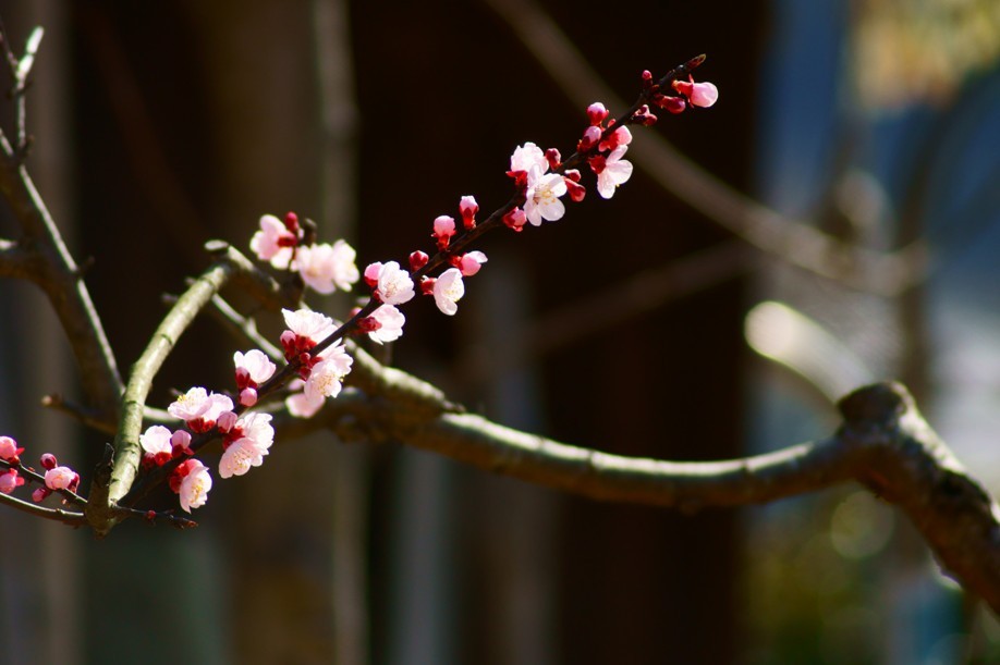 あんずの花