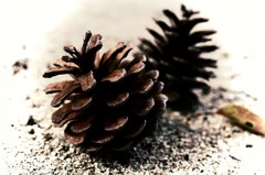 Pine Cones