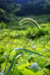 夏夏夏夏、ココナツ♪