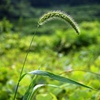 夏夏夏夏、ココナツ♪