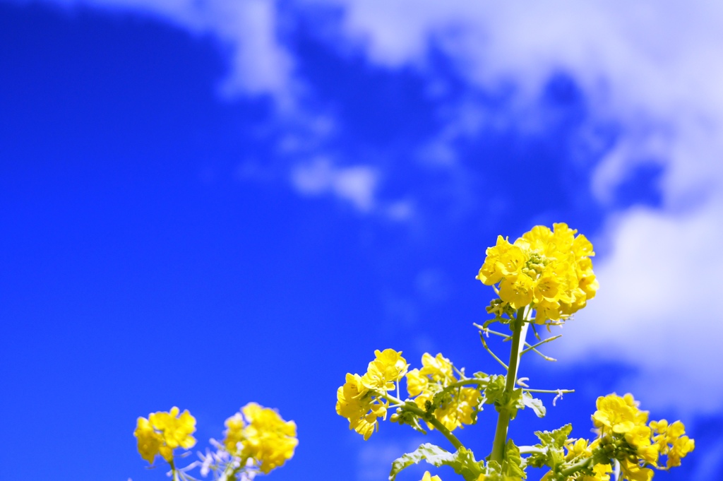 菜の花
