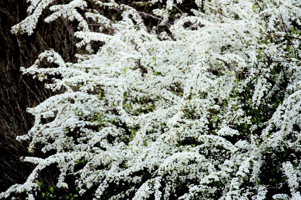 雪のような花