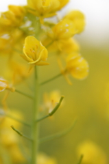 菜の花