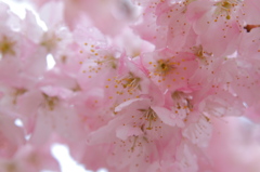 朝露の桜
