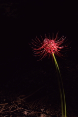 spotlight