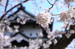 さくら～天守閣