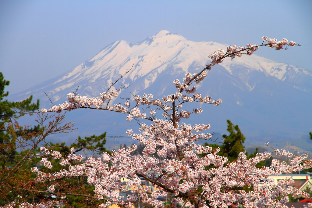 さくら～岩木山