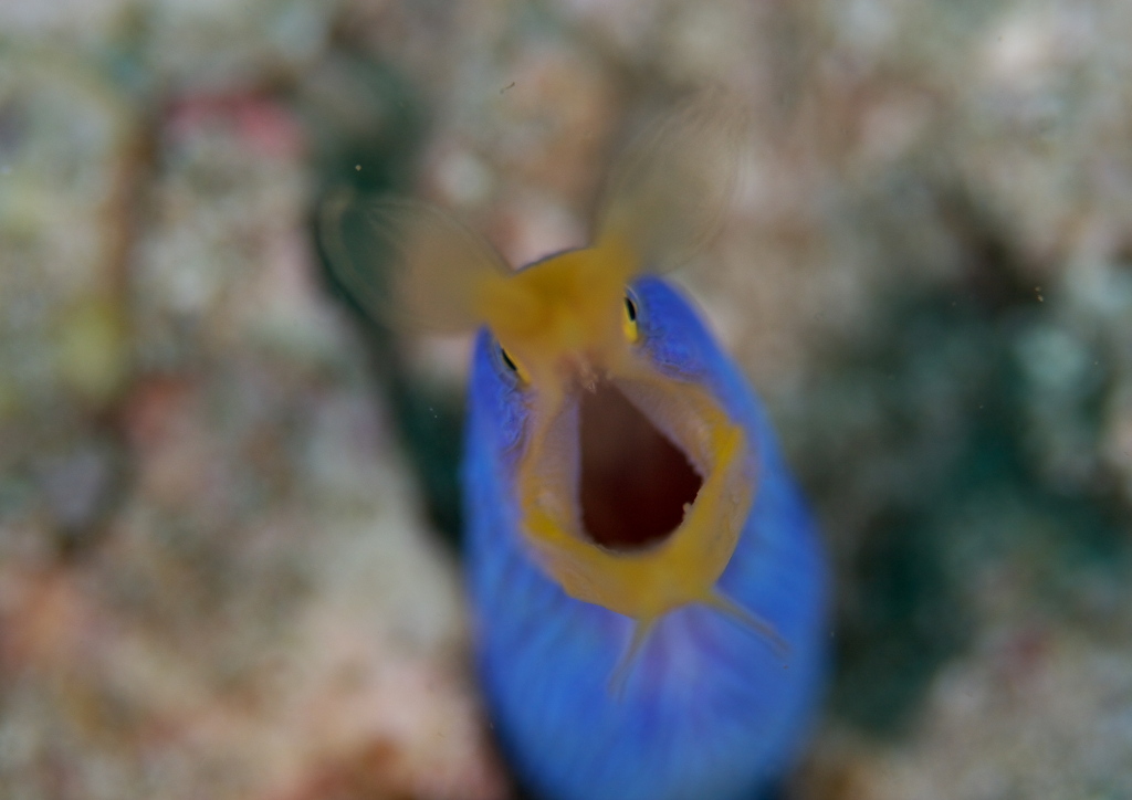 ハナヒゲウツボ