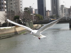 わたりどり