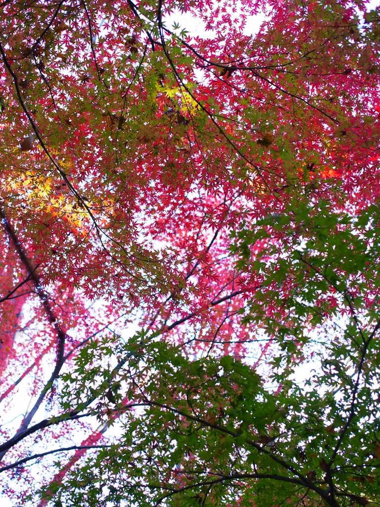 カラフル