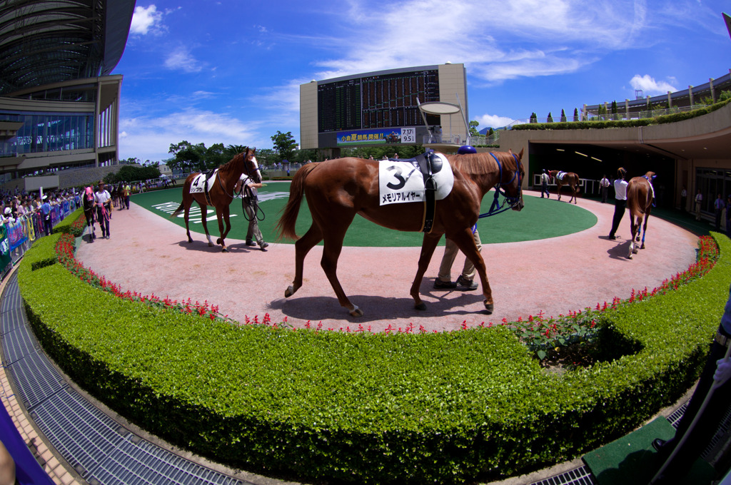 夏競馬