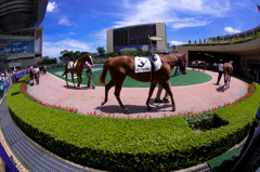 夏競馬